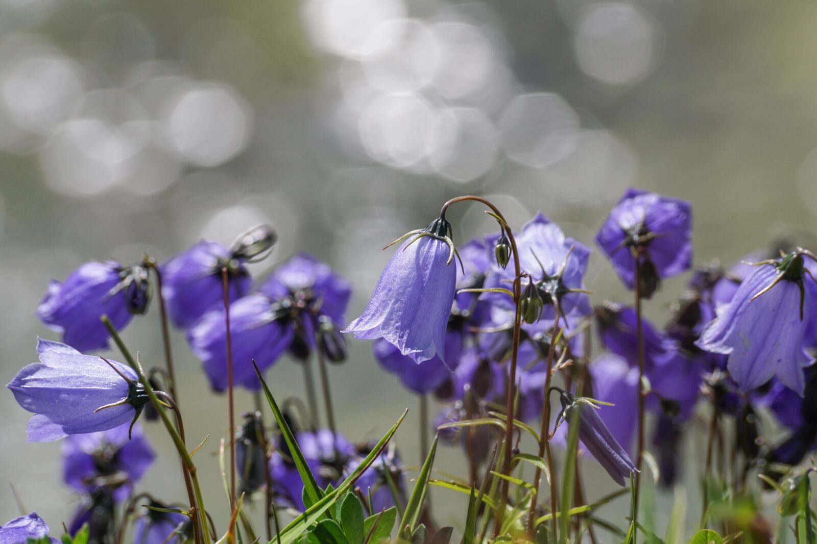 Sony DT 55-300mm F4.5-5.6 SAM sample photo. Flowers, violet, small bellflower photography