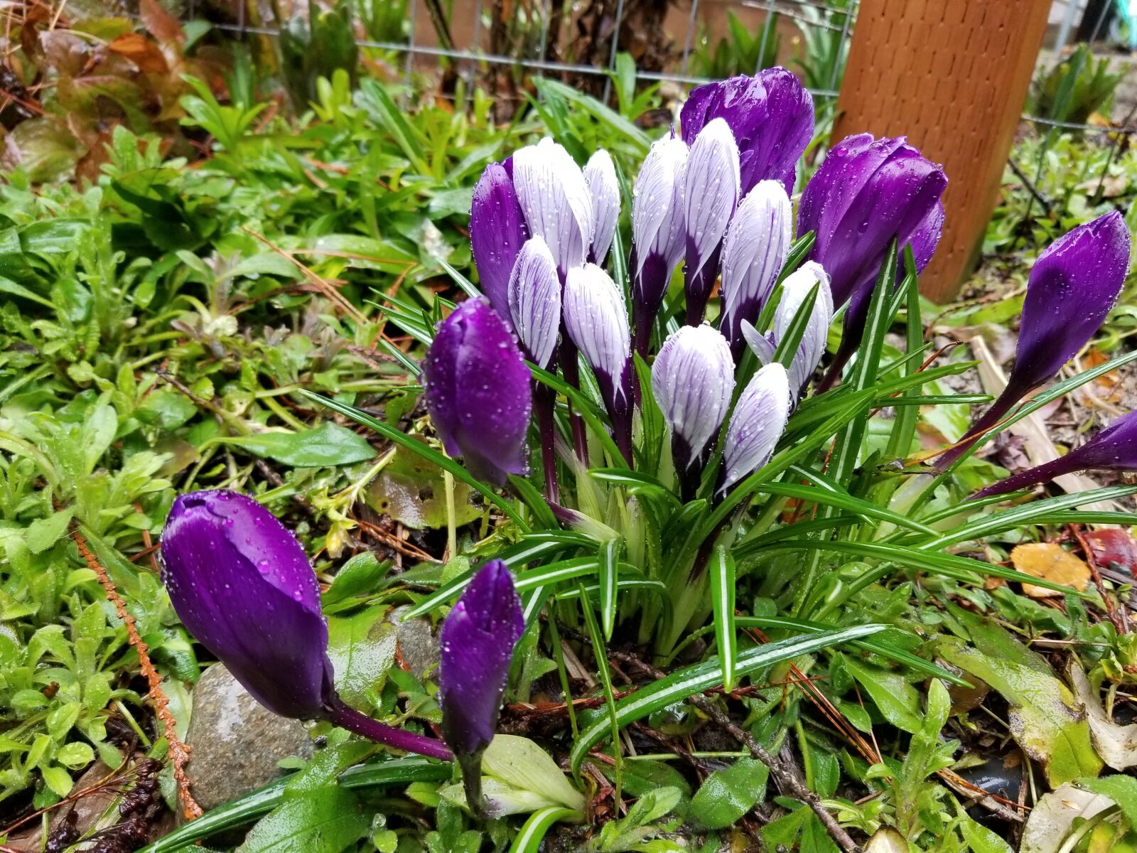 Samsung Galaxy S8 sample photo. Crocus, purple, white photography
