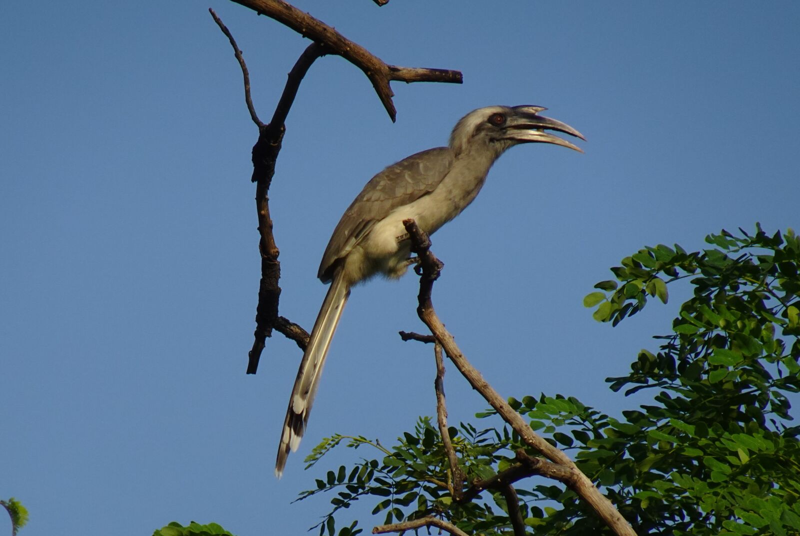Sony DSC-WX800 sample photo. Bird, hornbill, indian photography