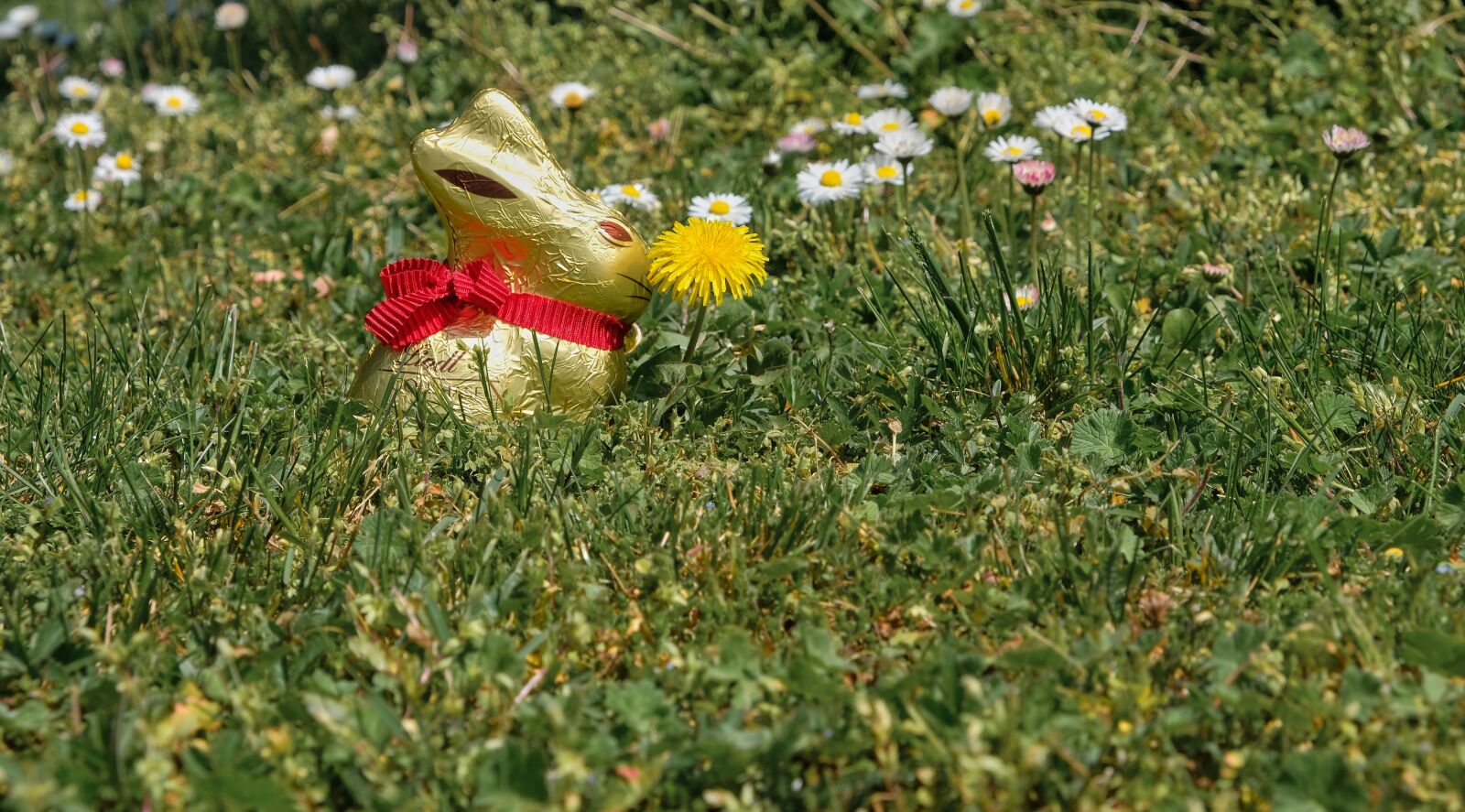 Fujifilm X-H1 + Fujifilm XF 18-55mm F2.8-4 R LM OIS sample photo. Easter bunny, easter, meadow photography