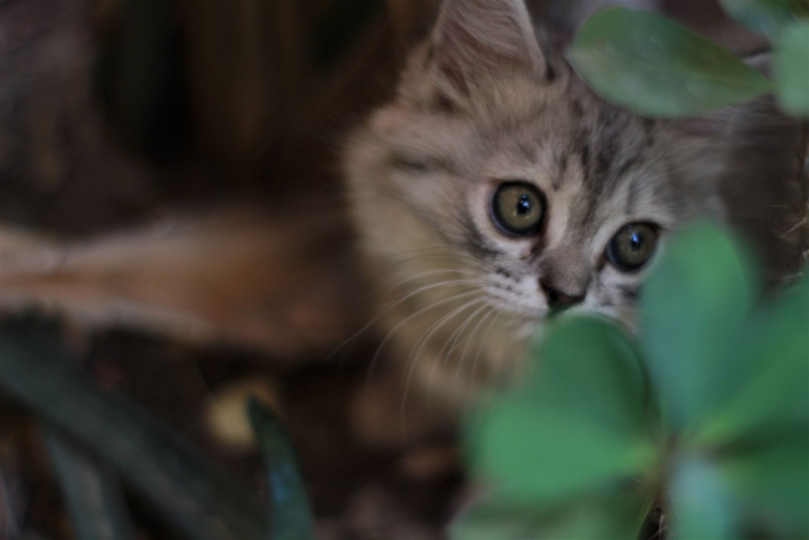Canon EOS 1300D (EOS Rebel T6 / EOS Kiss X80) sample photo. Cat, curiosity, pet photography