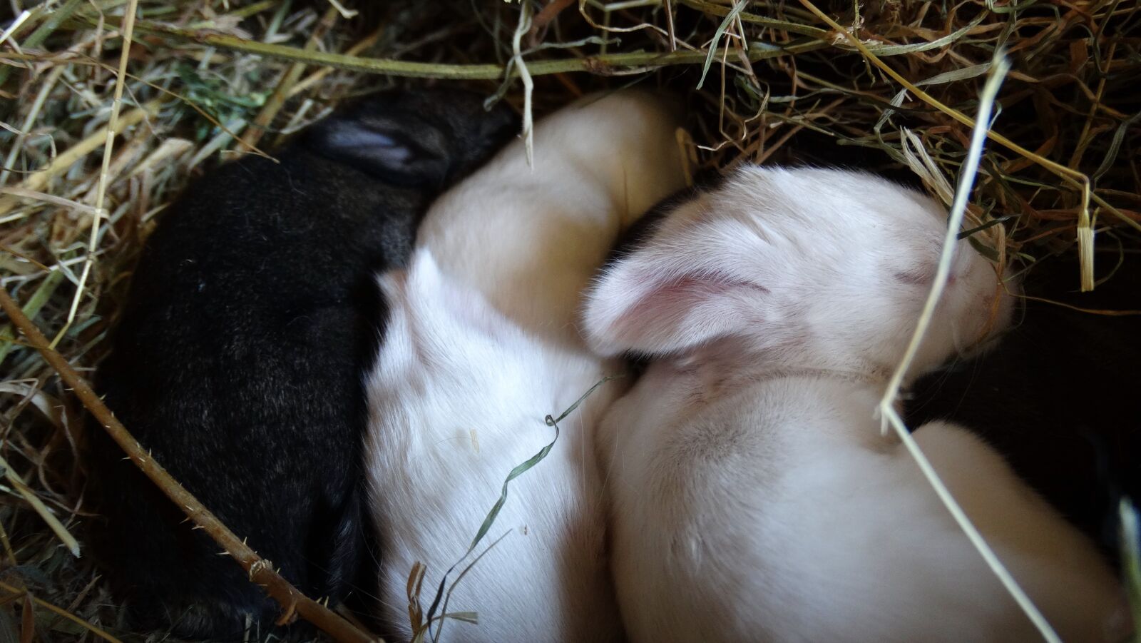 Sony Cyber-shot DSC-HX300 sample photo. Rabbit, countryside, cute photography