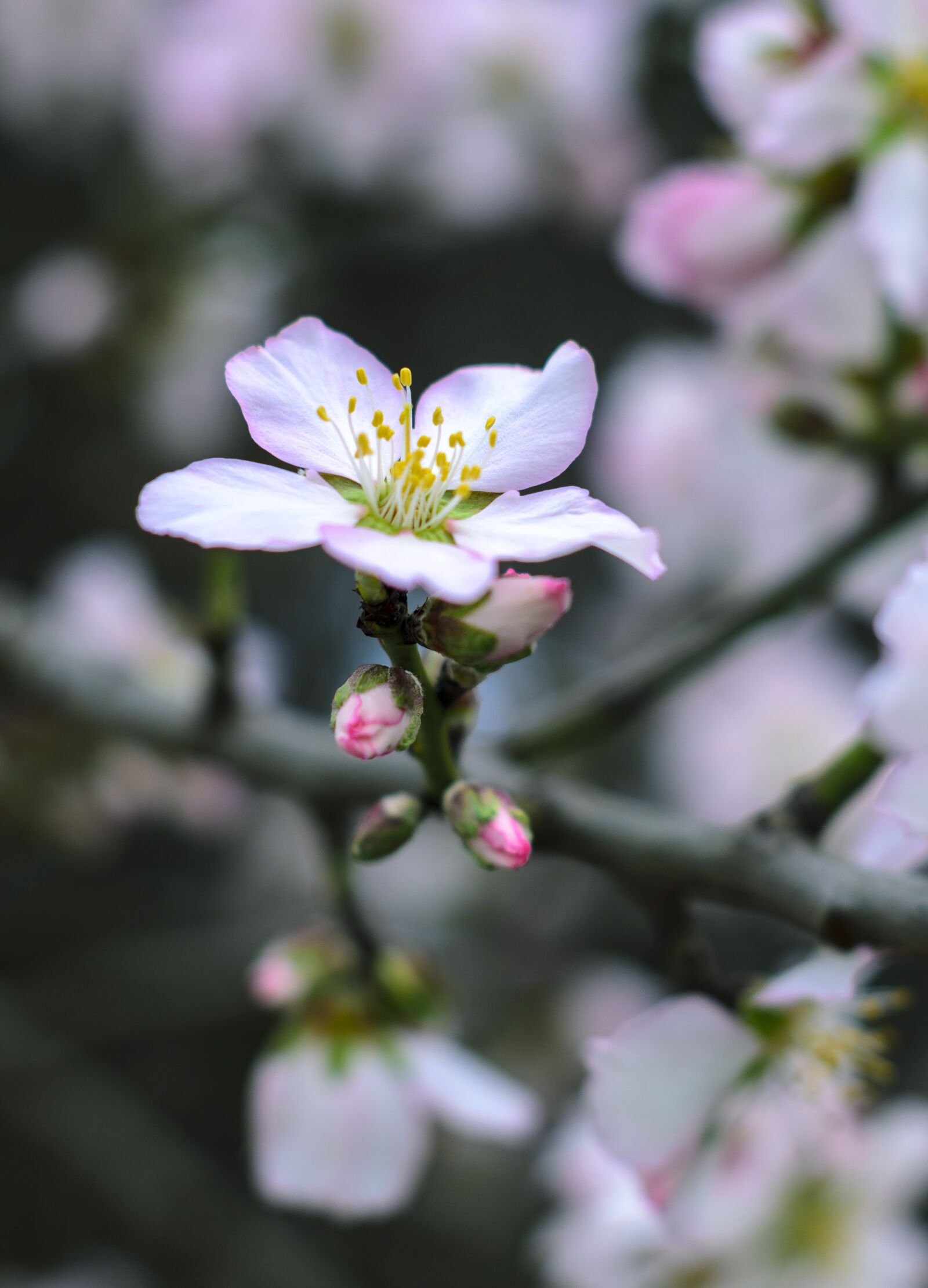 Nikon D7000 sample photo. Almond flower, australia, beautiful photography