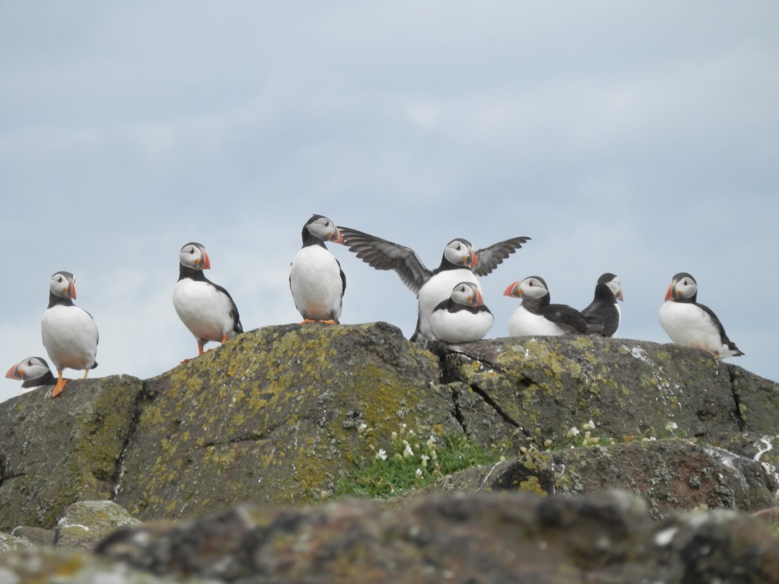 Olympus SZ-14 sample photo. Puffins, seabird, nature photography