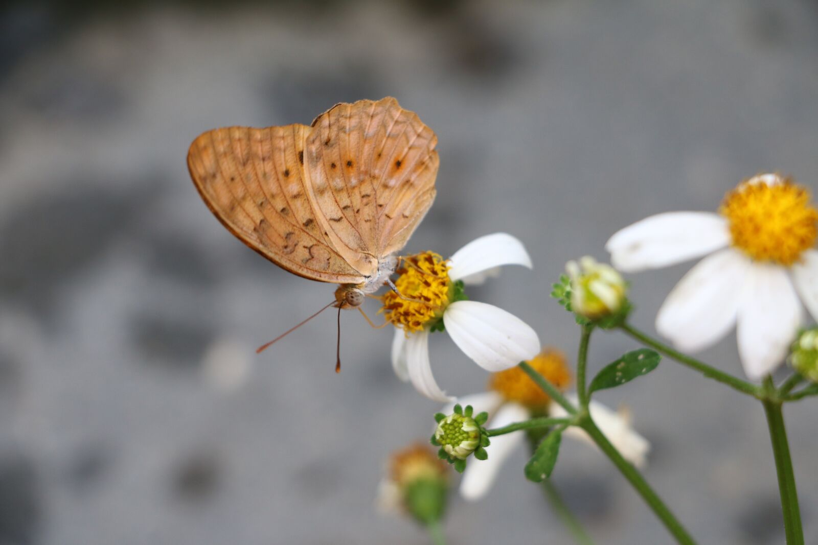 Canon EOS 70D sample photo. Butterfly, pa, beast photography