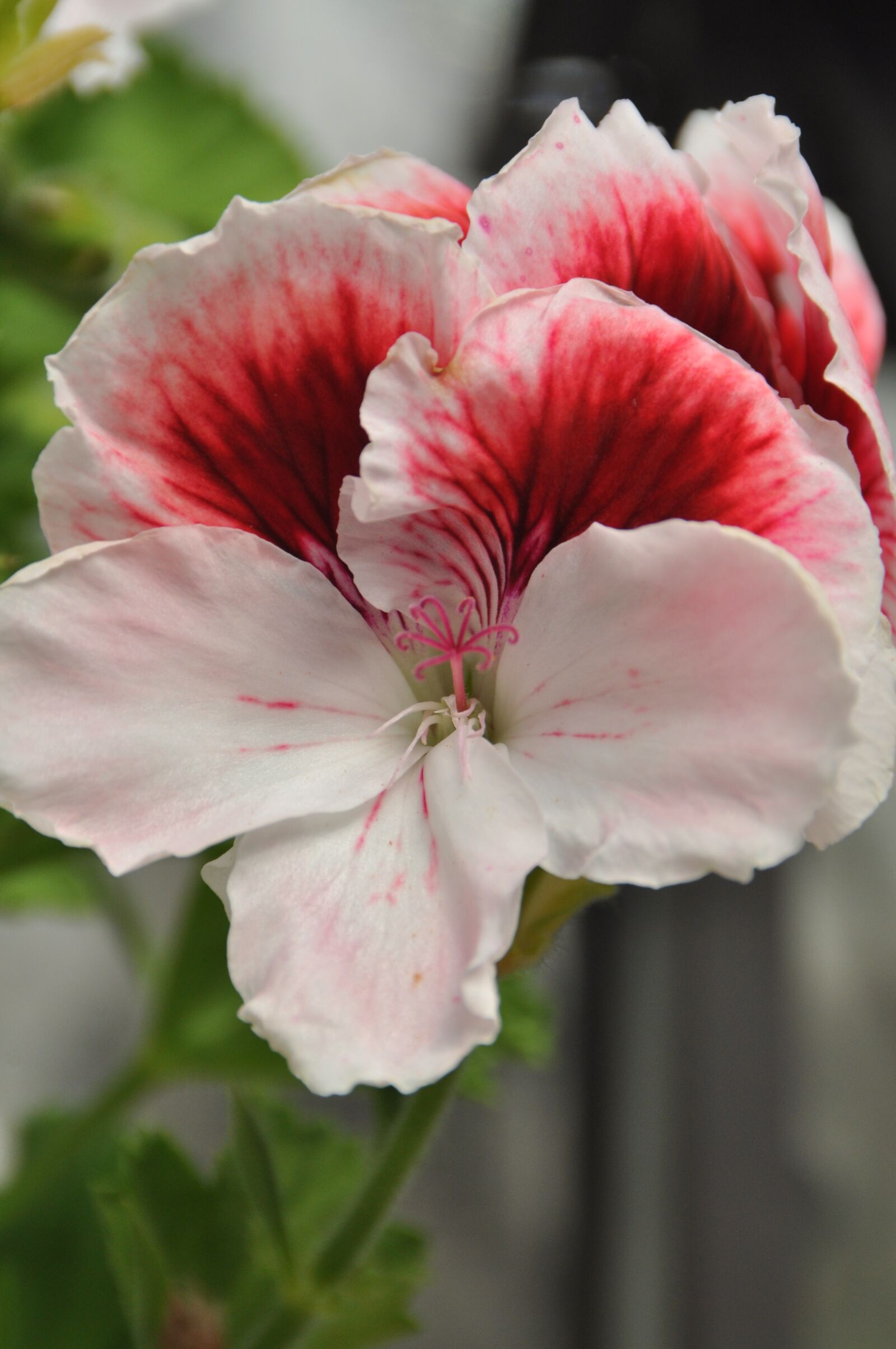 Nikon D5000 sample photo. Geranium, flower, pink flower photography