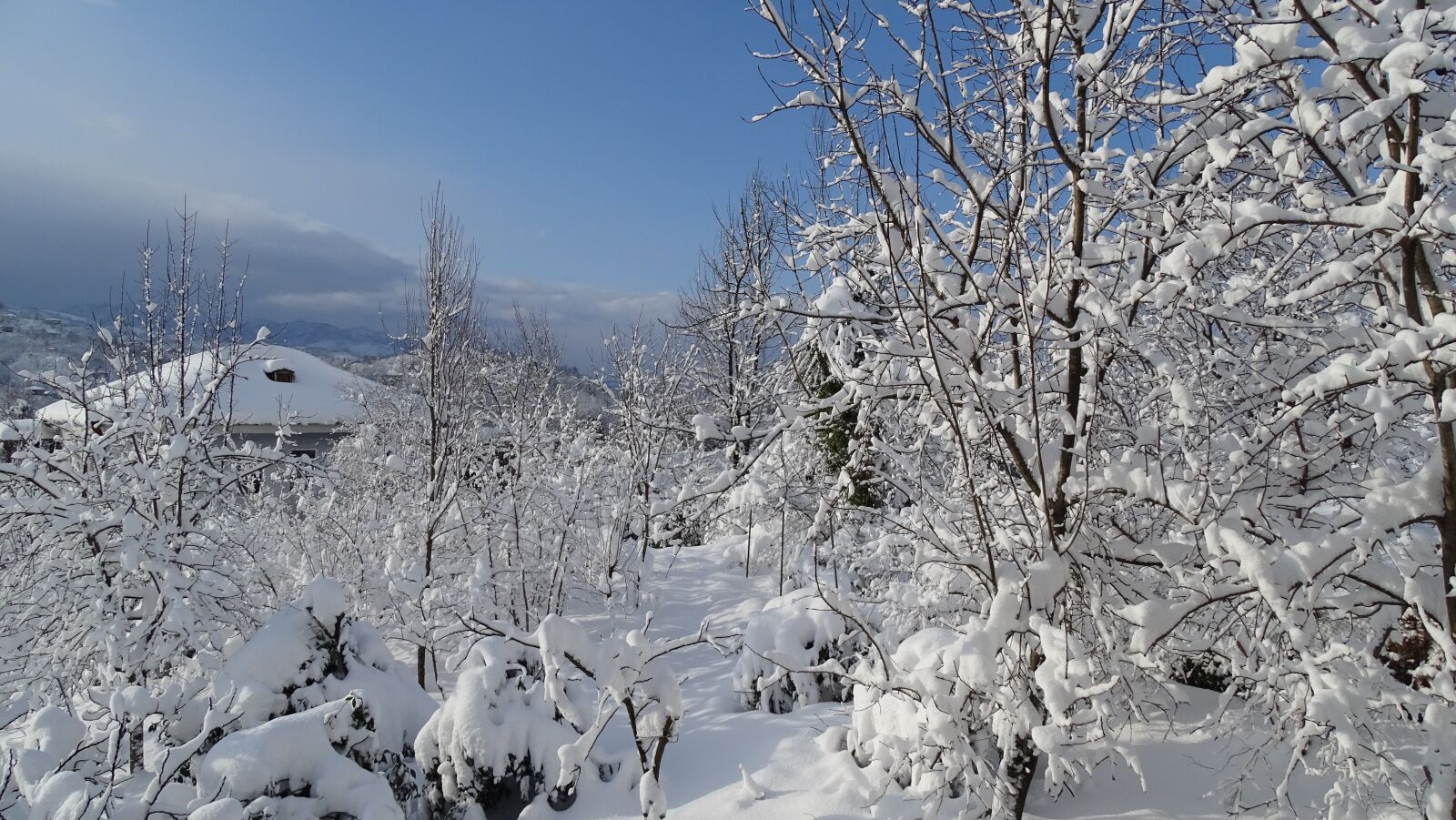 Sony DSC-HX400 sample photo. Snow, winter, coldly photography