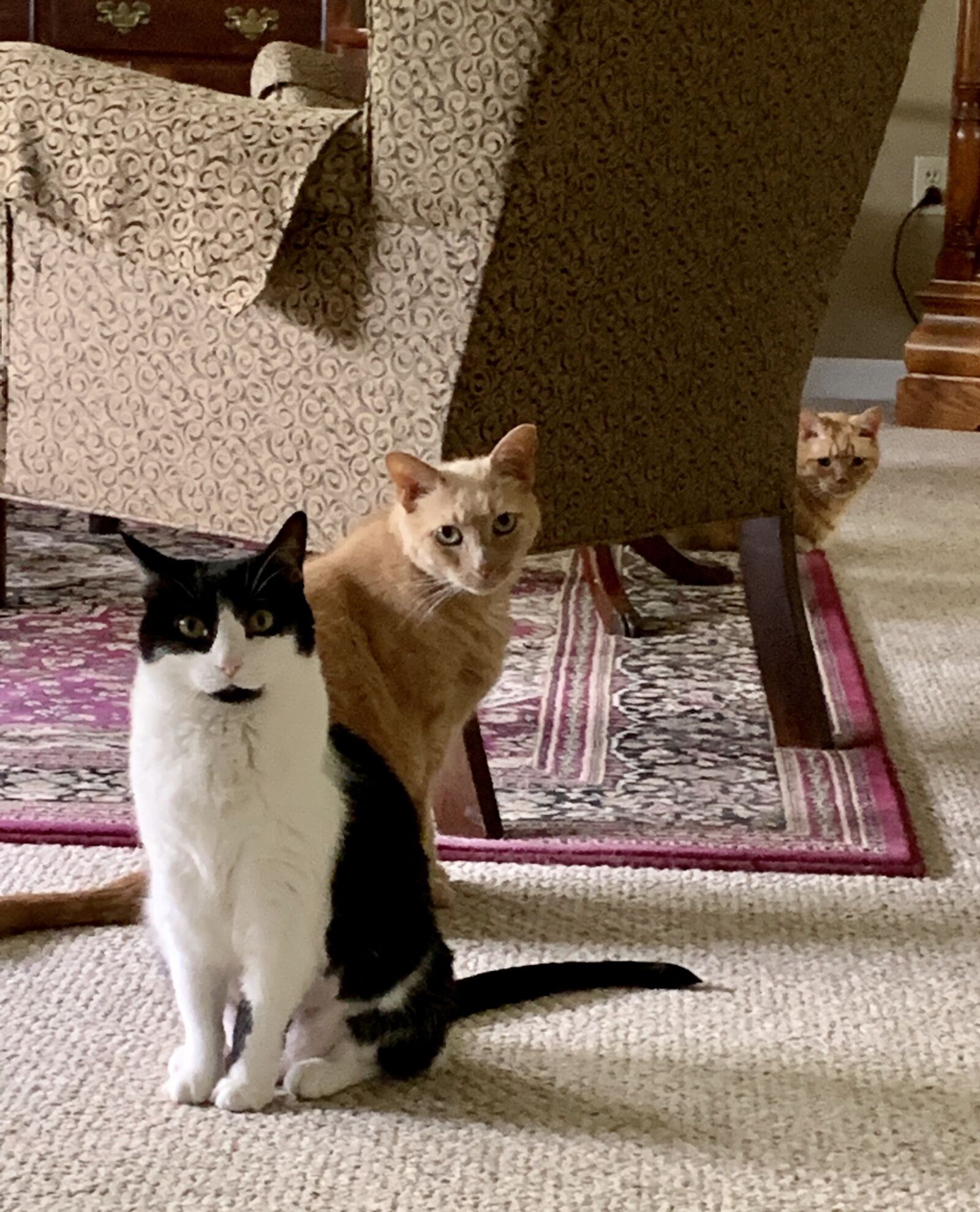 iPhone XR back camera 4.25mm f/1.8 sample photo. Cats, living room, rug photography