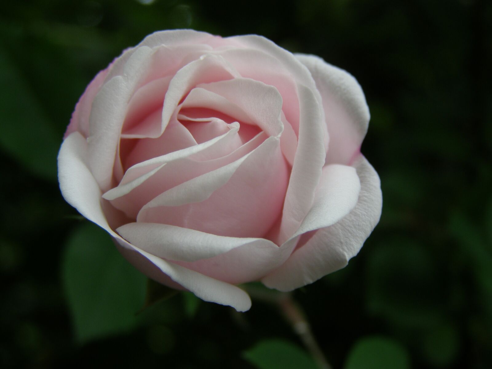 Olympus SP510UZ sample photo. Rose, pink, pink rose photography