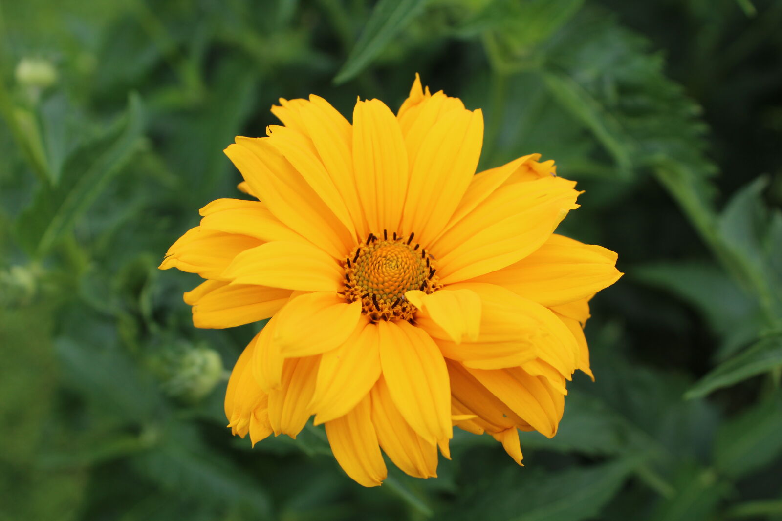Canon EOS 1300D (EOS Rebel T6 / EOS Kiss X80) sample photo. Flower photography
