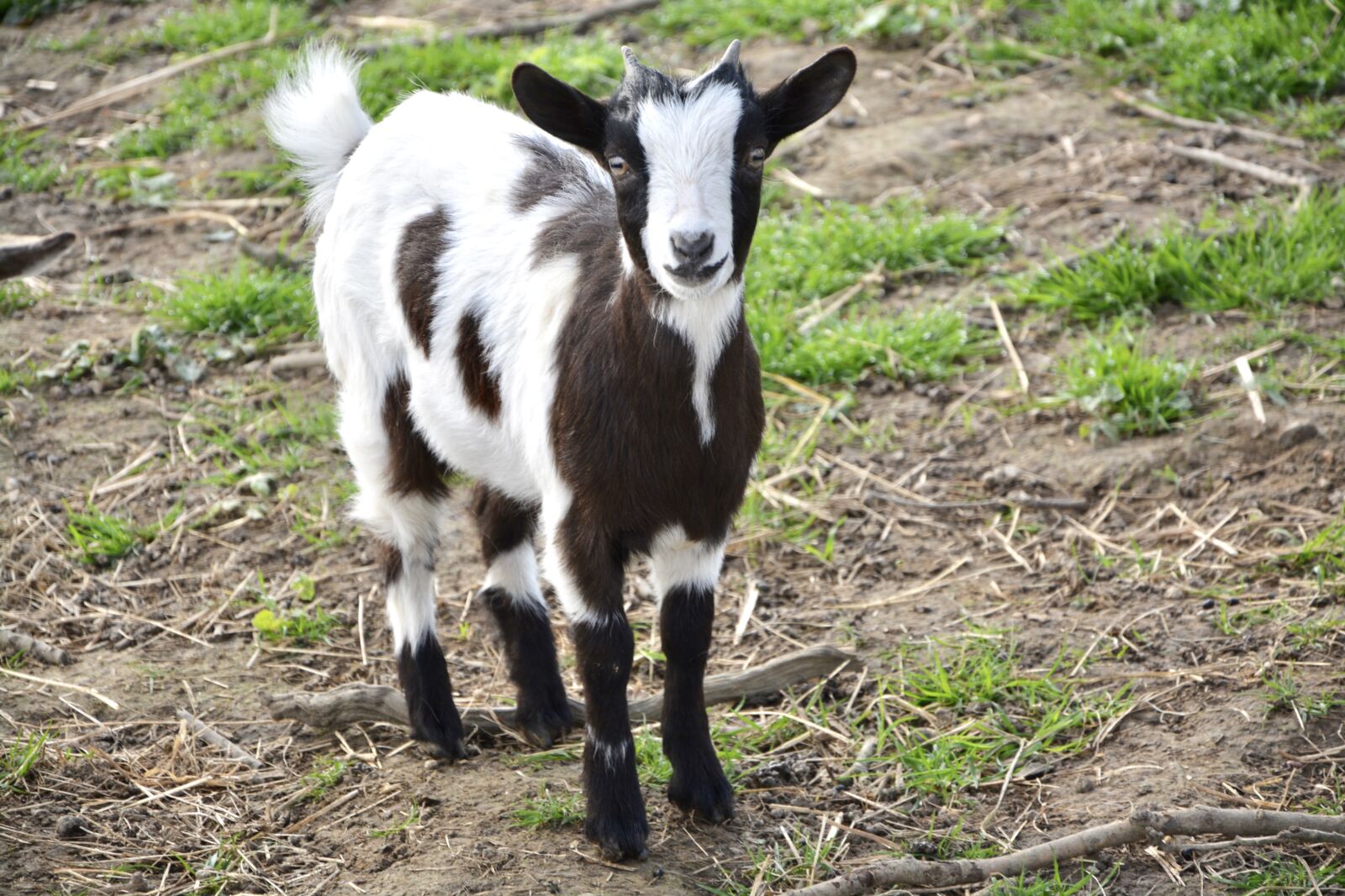 Nikon D5200 sample photo. Goat, biquet, goat baby photography