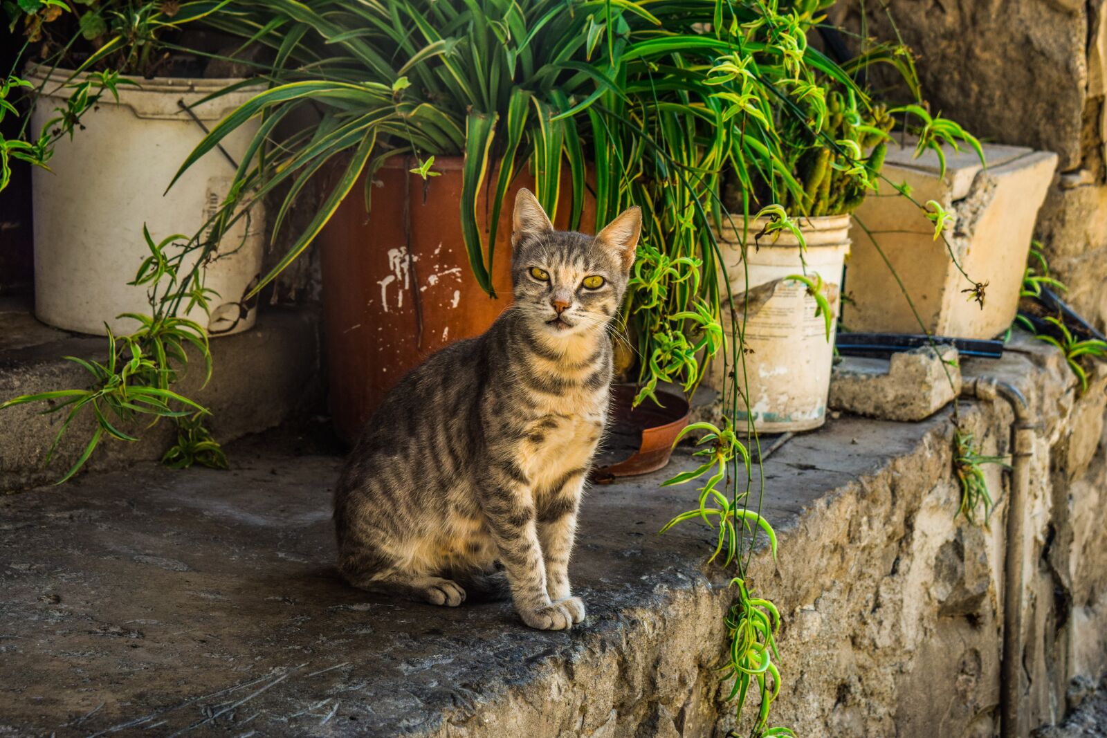 Nikon D3300 sample photo. Cat, stray, young photography