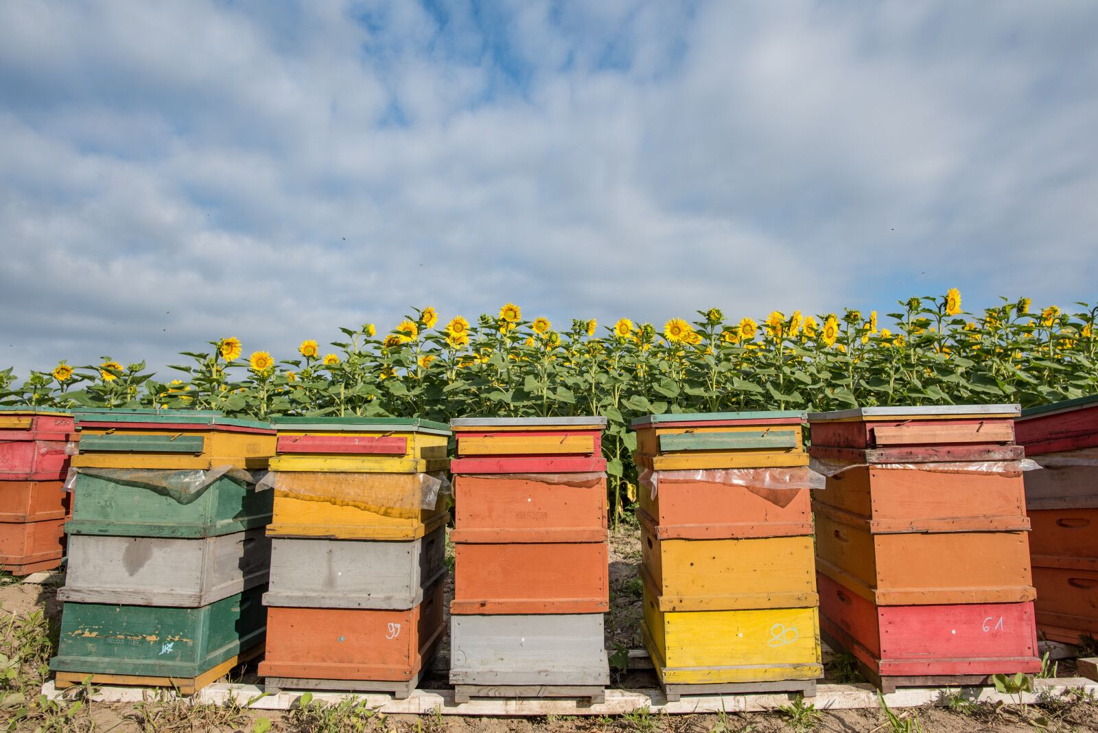 Nikon D750 sample photo. Sunflower, hive, bee photography