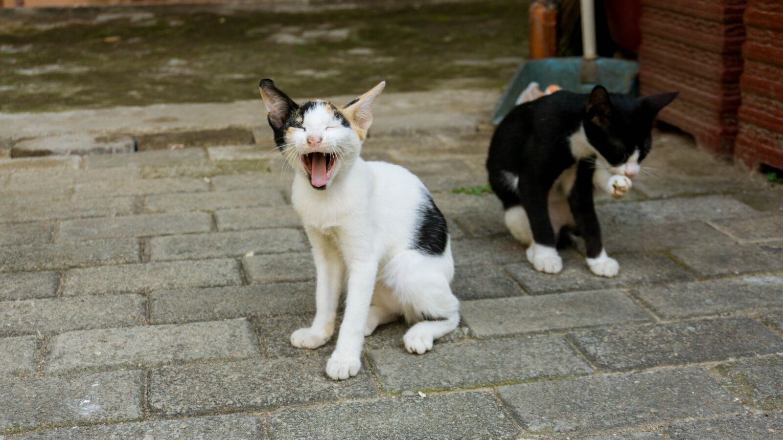 Sony a6000 sample photo. Cat, pet, animal photography