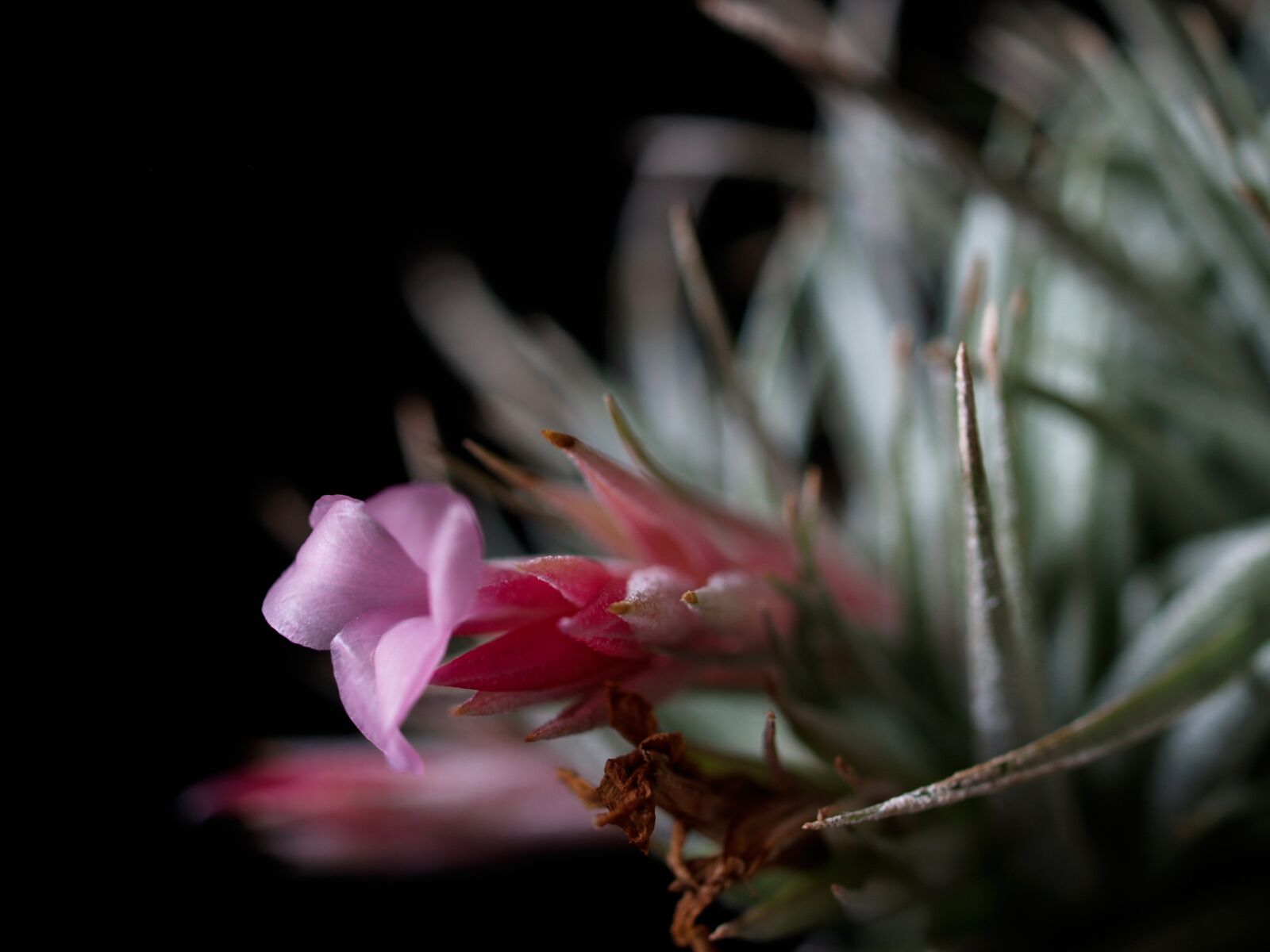 Olympus E-500 (EVOLT E-500) sample photo. Sukulent, flower, plant photography