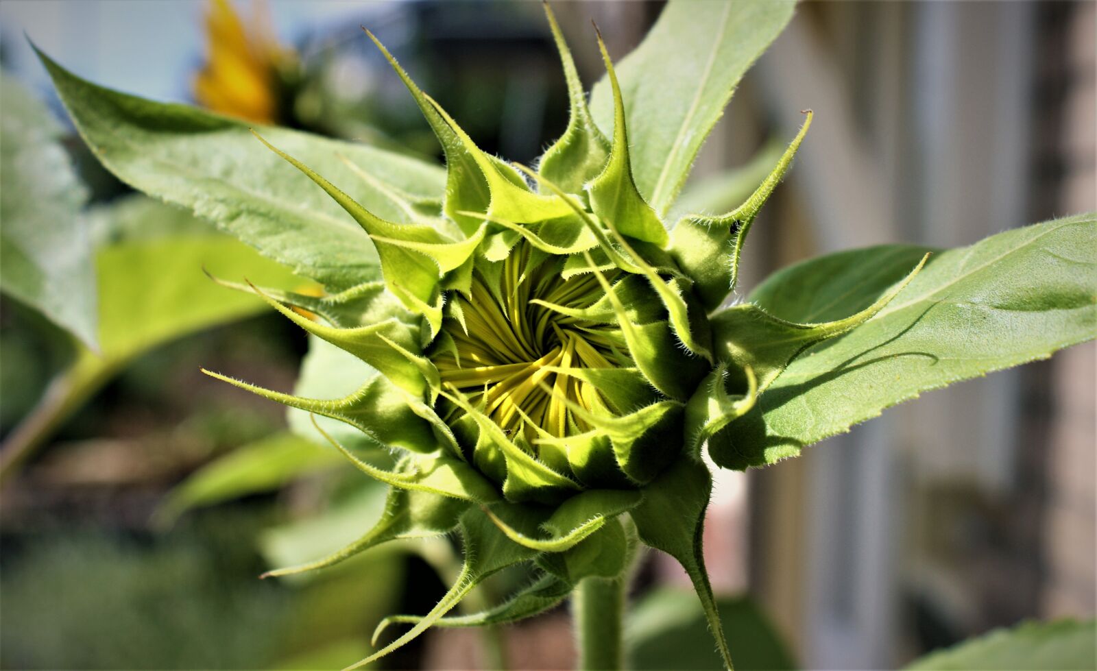 Sony Alpha DSLR-A350 sample photo. Button, flower bud, sunflower photography