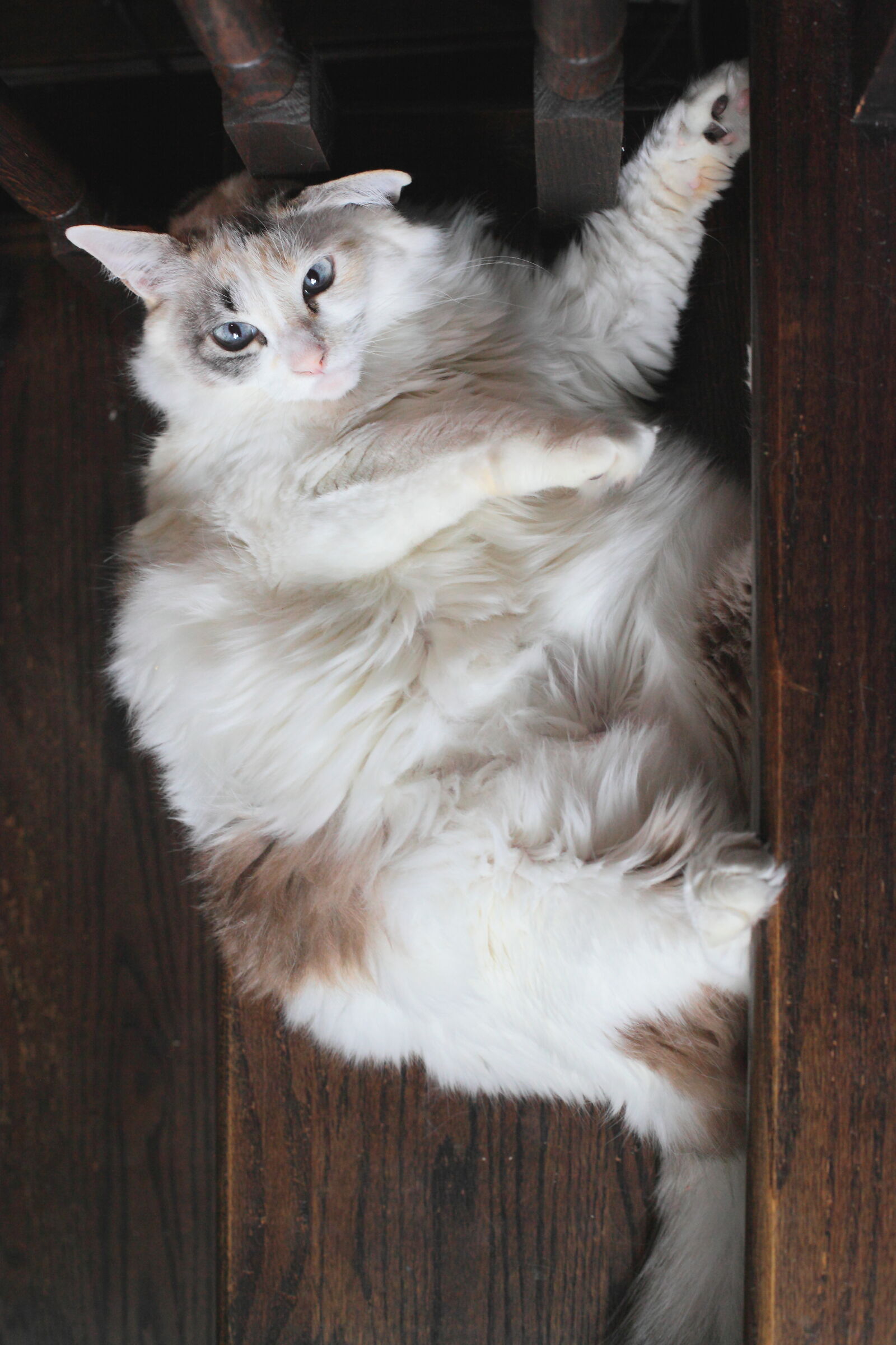 Canon EOS 5D Mark II sample photo. Brown, cat, chai, fat photography