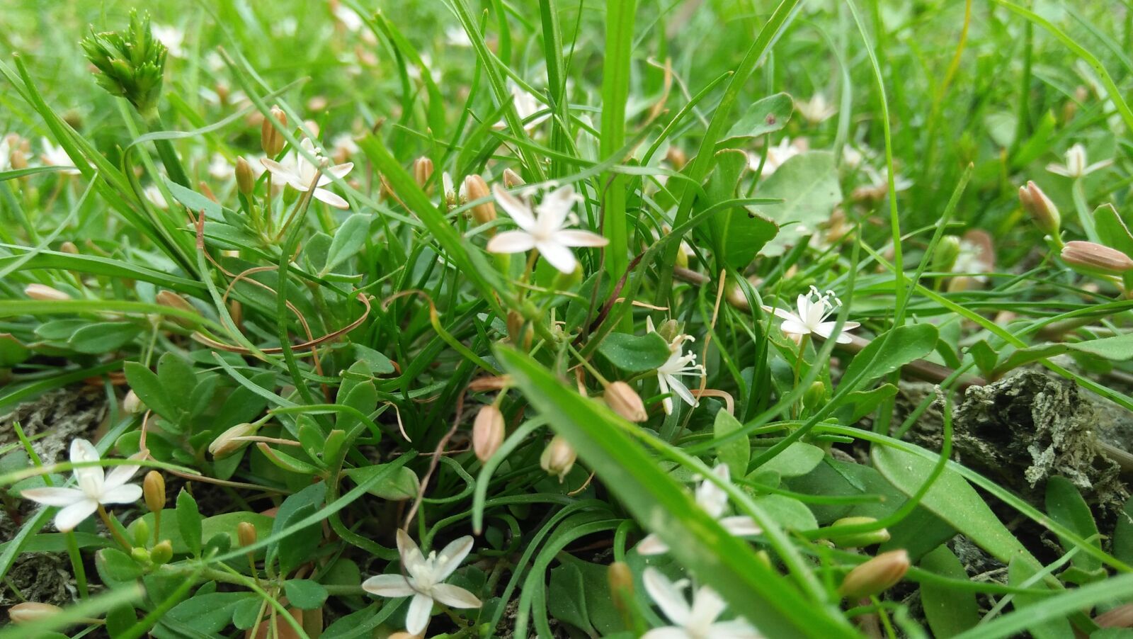 OPPO A37fw sample photo. Nature, grass land, greenary photography