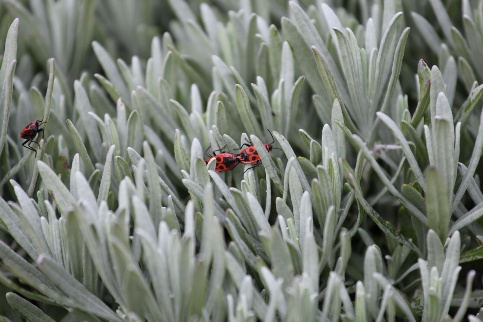 Canon EOS 550D (EOS Rebel T2i / EOS Kiss X4) sample photo. Flora, nature, leaf photography