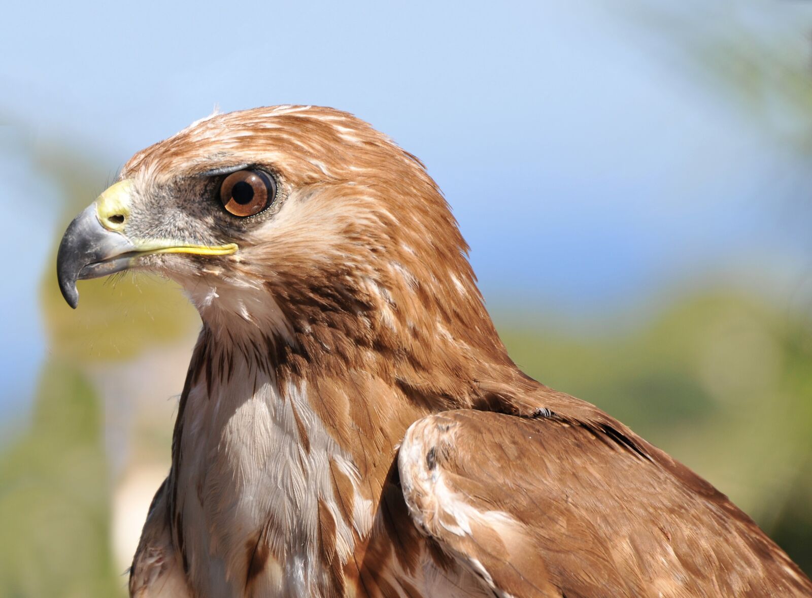 Nikon D300 sample photo. Raptor, buzzard, look photography