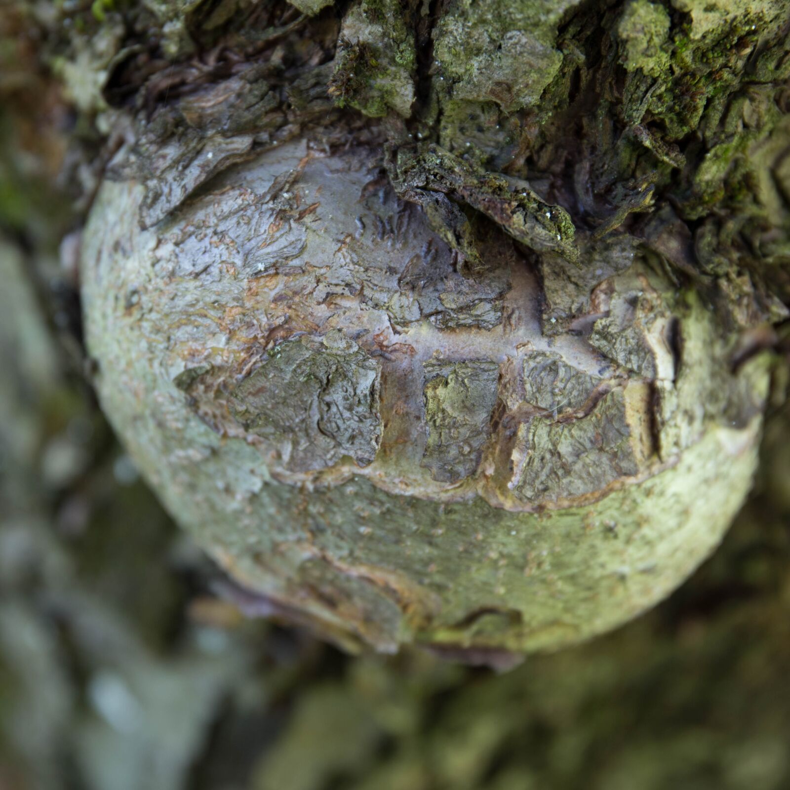 Canon EF 24-70mm F4L IS USM sample photo. Autumn, tree, proliferation photography