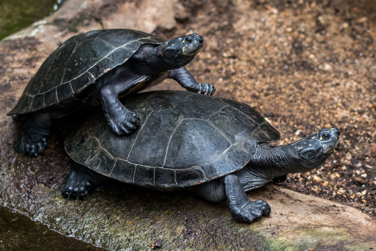 150-600mm F5-6.3 DG OS HSM | Contemporary 015 sample photo. Turtle, turtles, water turtle photography