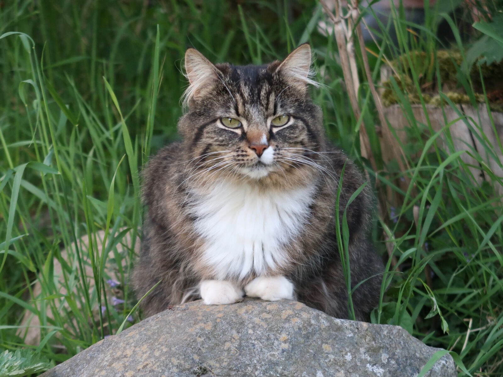 Canon PowerShot G7 X Mark II sample photo. Cat, garden, animal photography