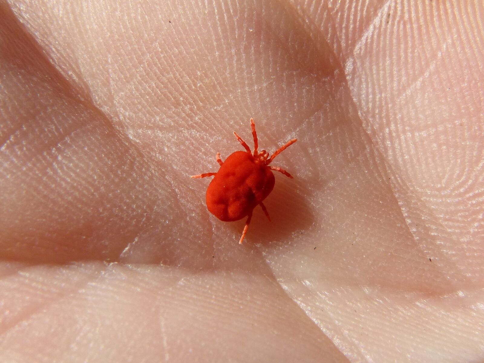 Panasonic DMC-FZ62 sample photo. Red bug, insect, hand photography