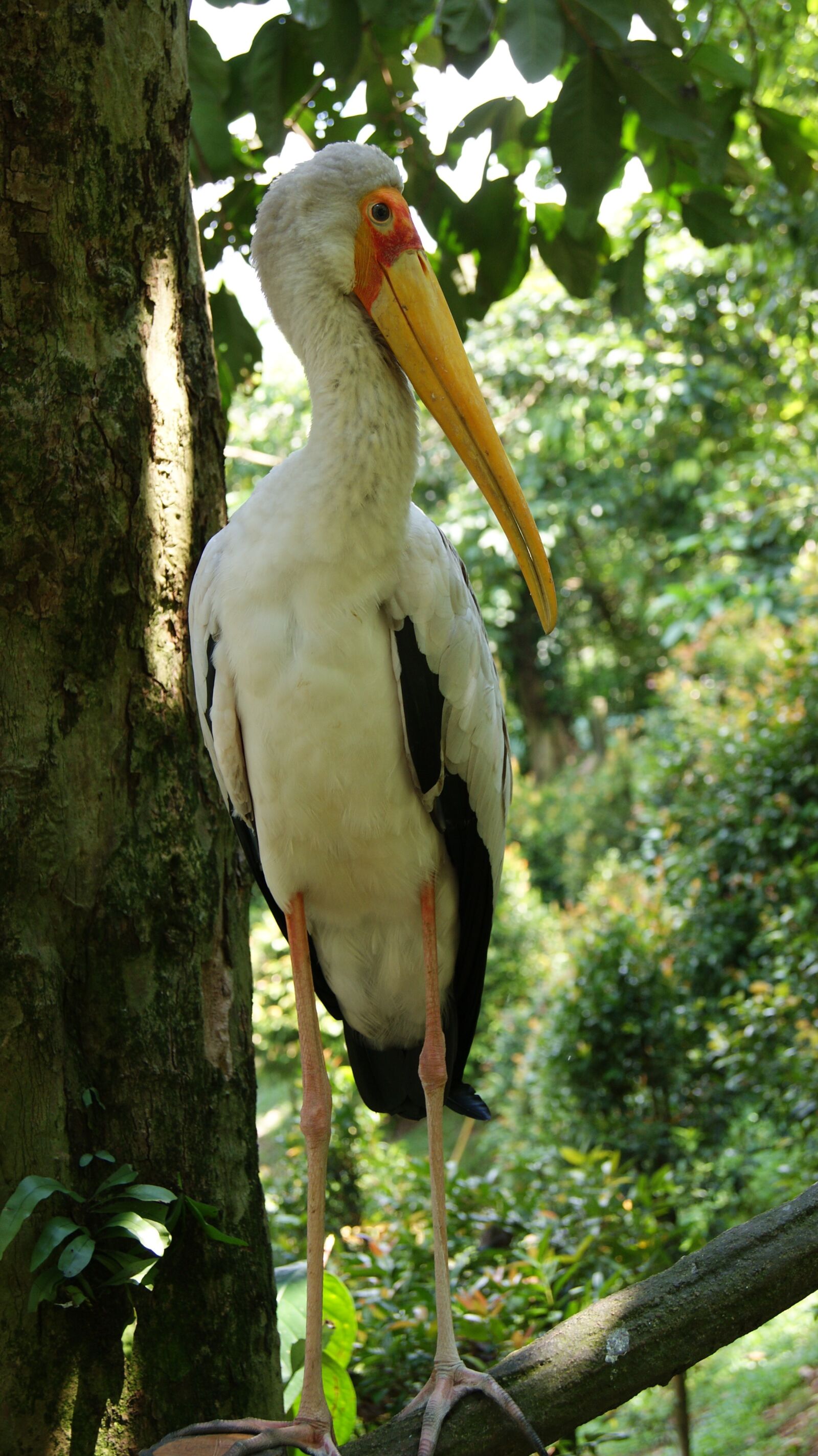 Sony Alpha DSLR-A330 sample photo. Bird, animal, nature photography