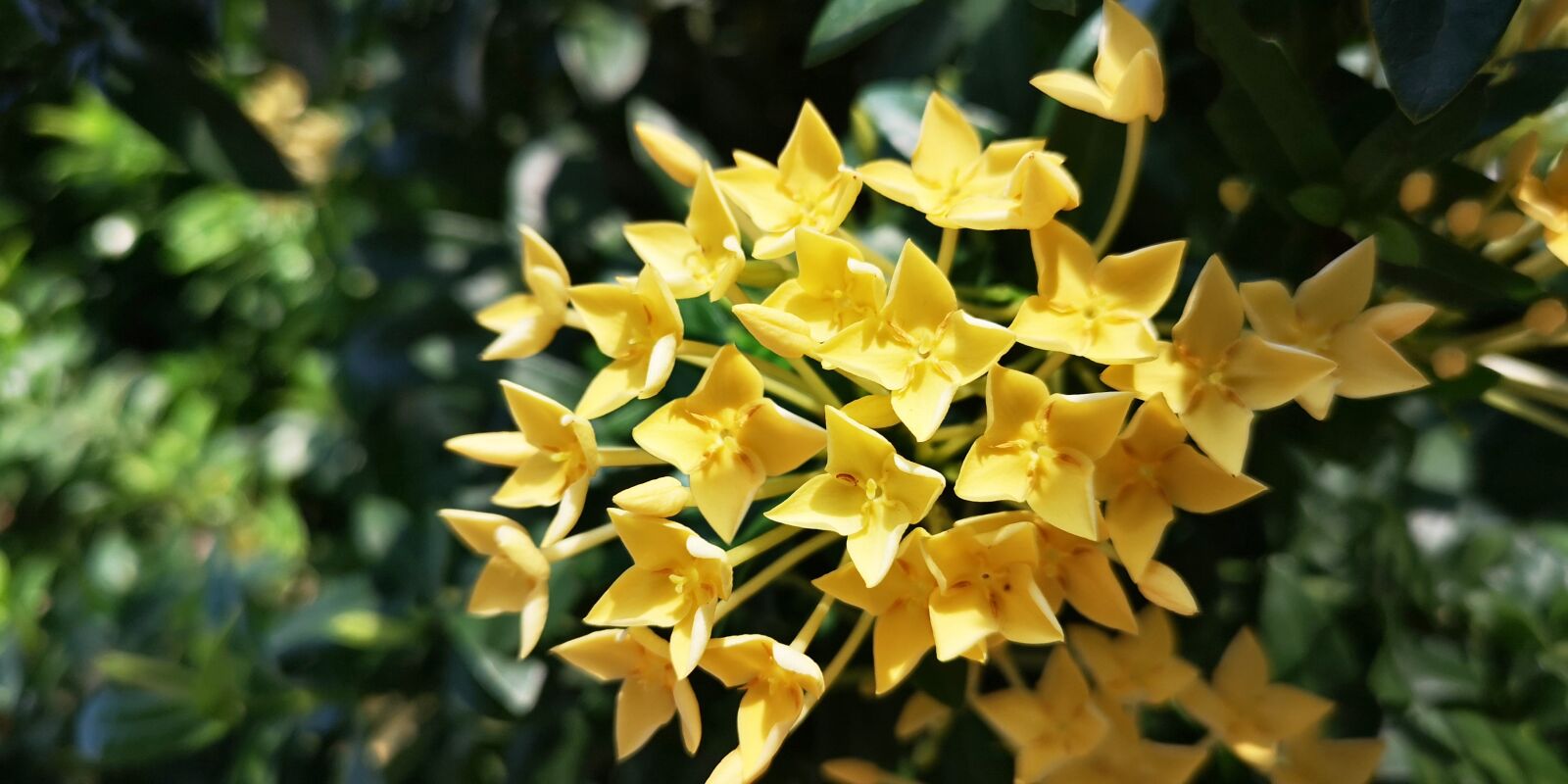HUAWEI CLT-L29 sample photo. Flowers, nature, flower photography