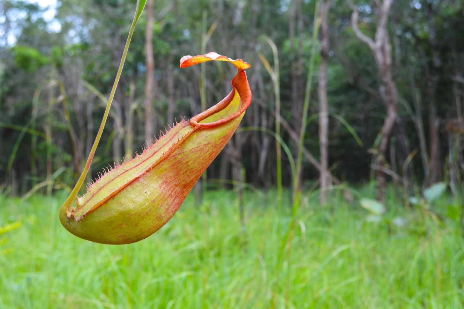 Nikon D5200 sample photo. Khmer, cambodia, lonely flower photography