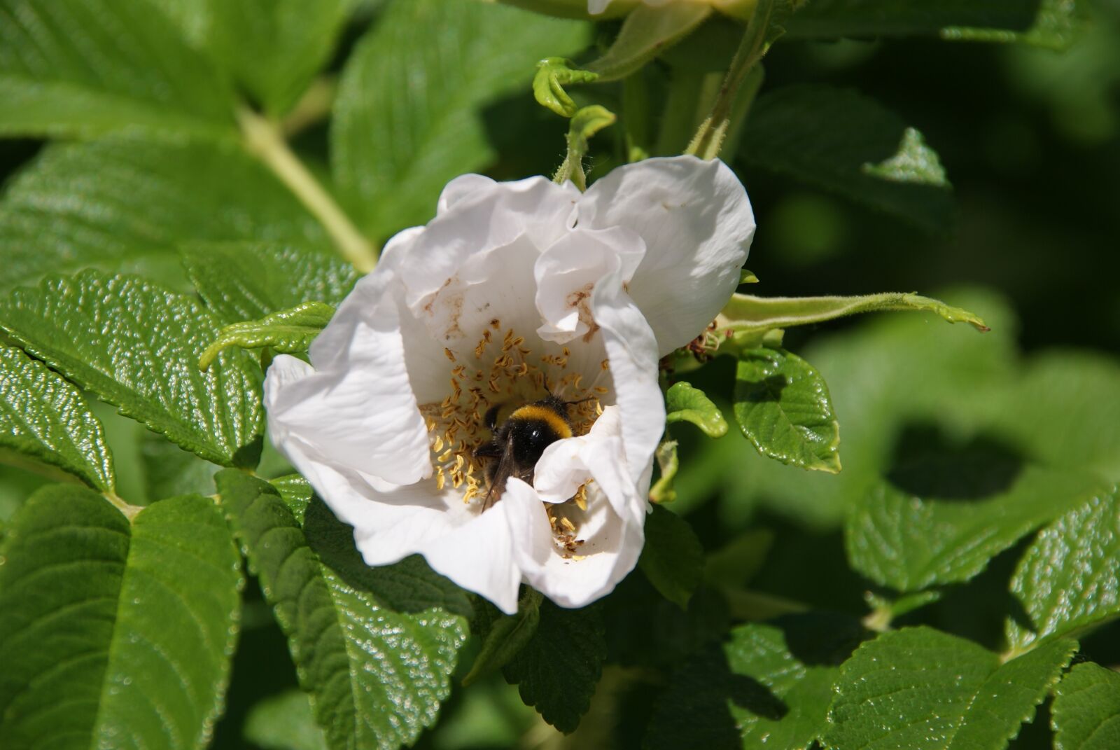 Sony Alpha DSLR-A230 sample photo. Flower, blossom, bloom photography