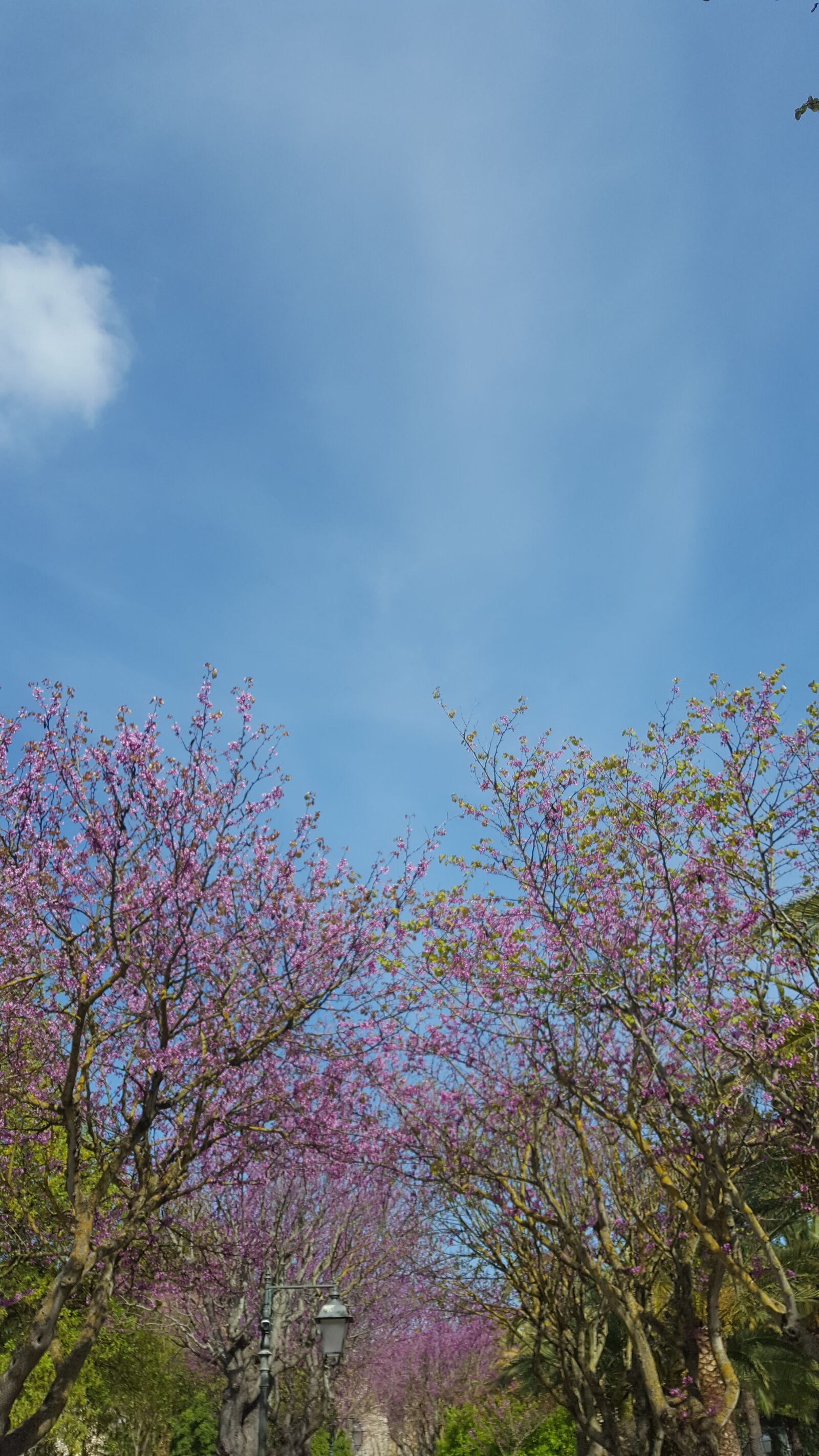 Samsung Galaxy S6 sample photo. Spring, park, bud photography