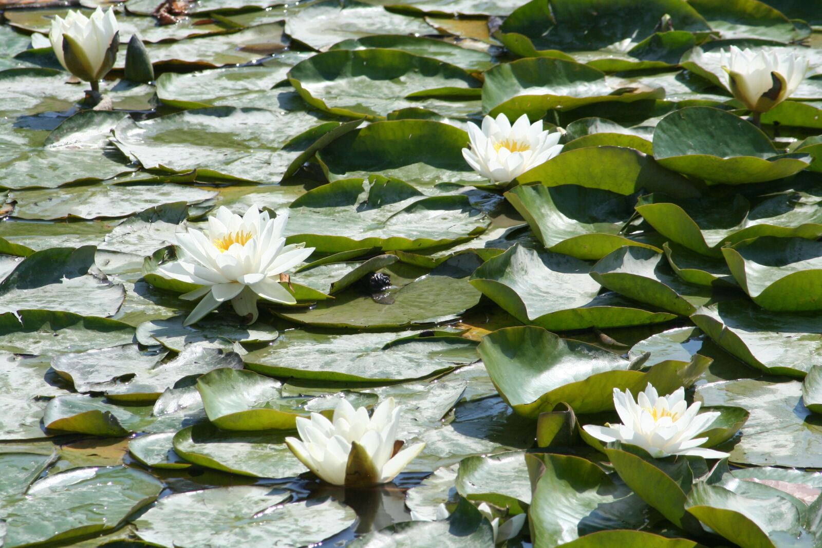 Canon EOS 350D (EOS Digital Rebel XT / EOS Kiss Digital N) sample photo. Waterlilies, flowers, water photography