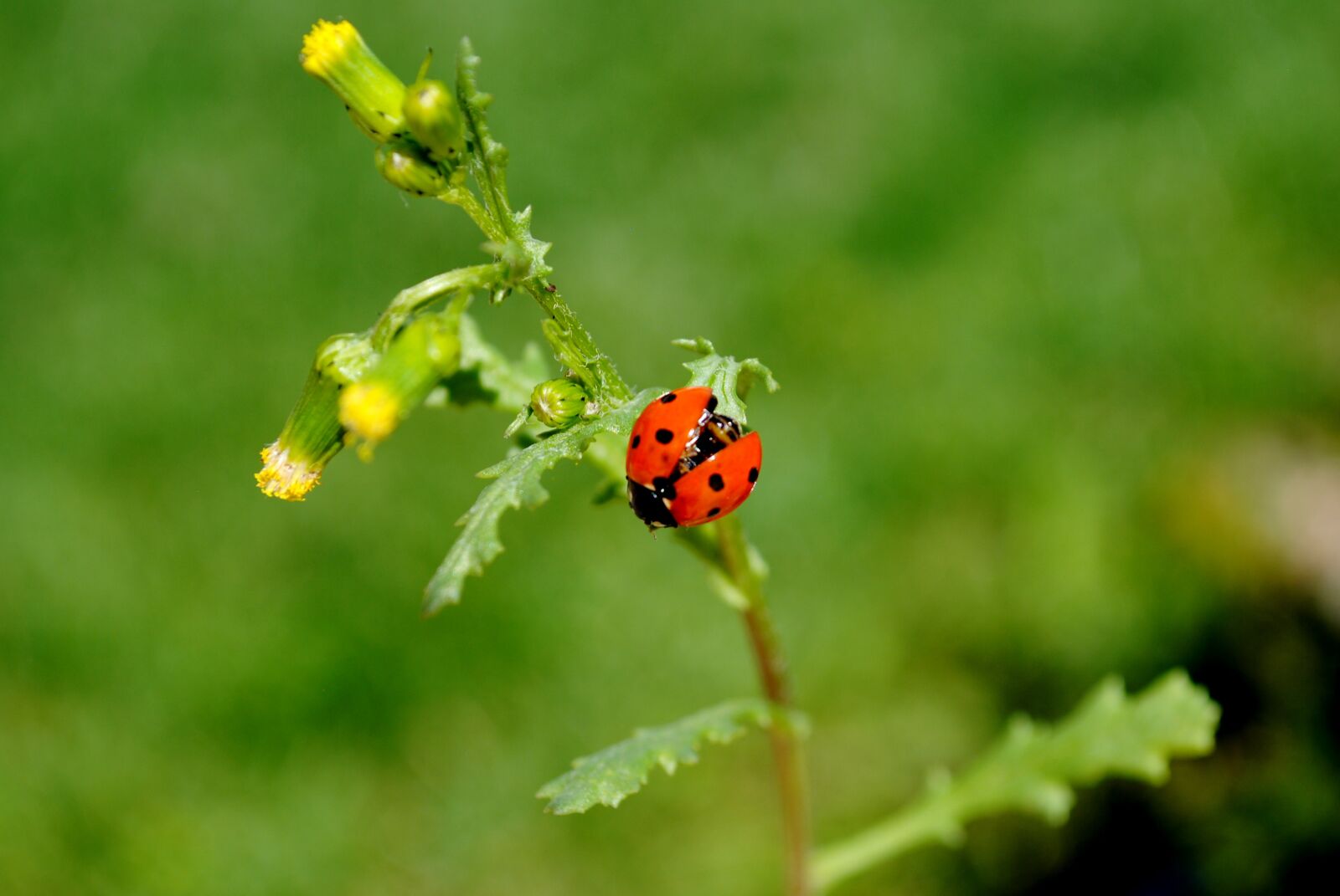 Nikon D3000 sample photo. Nature, insect, leaf photography