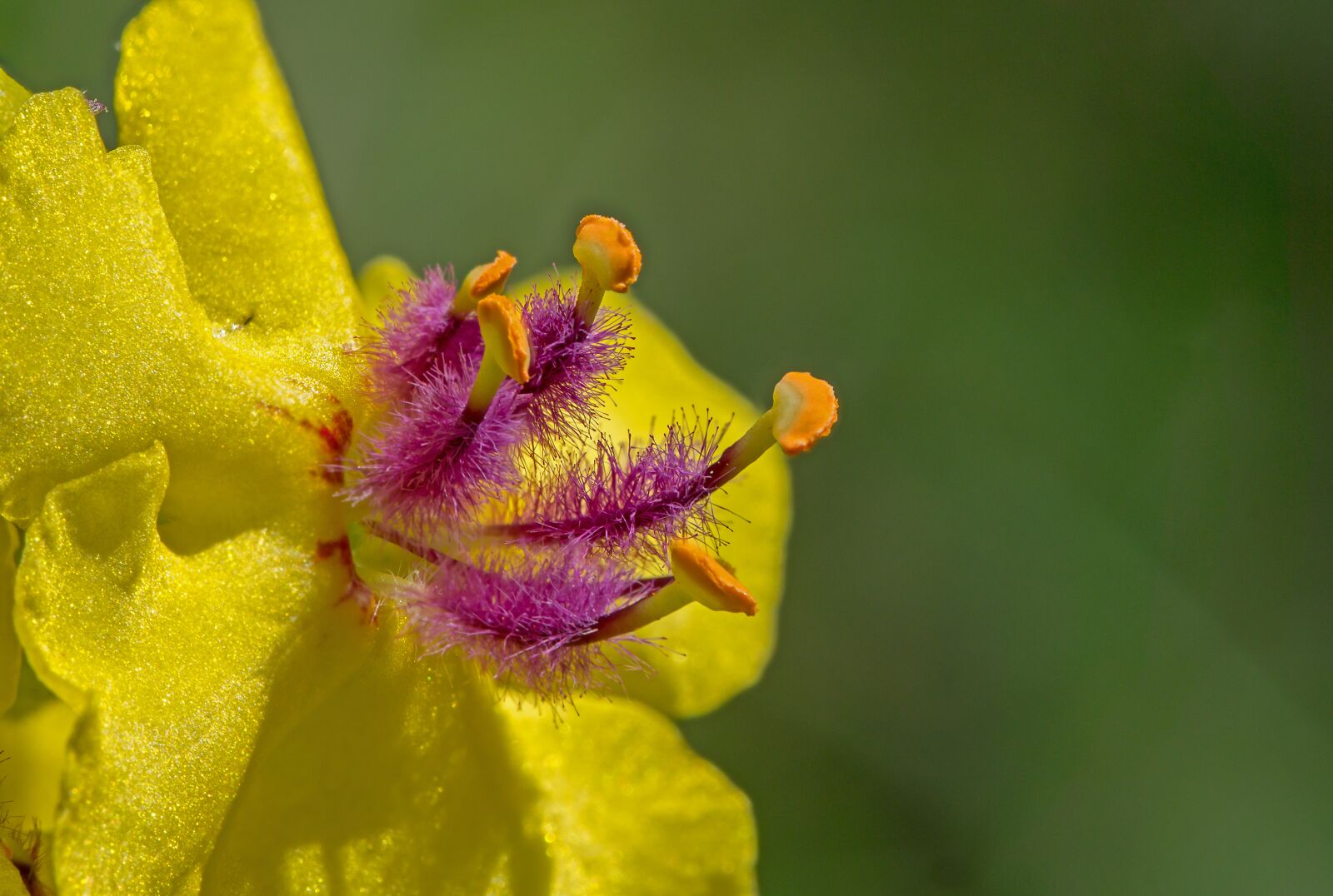 Tamron SP AF 60mm F2 Di II LD IF Macro sample photo. Blossom, bloom, flower photography