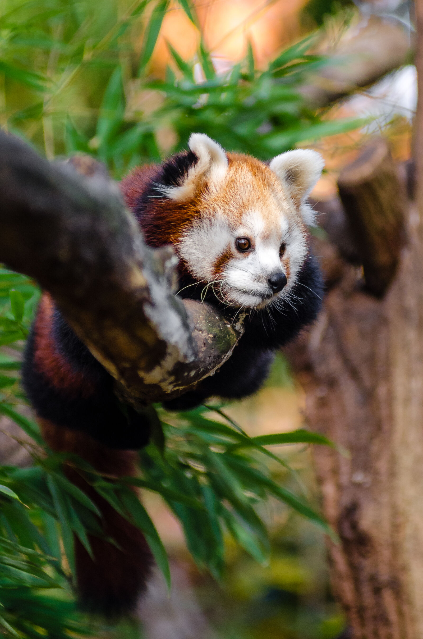 AF Zoom-Nikkor 80-200mm f/2.8 ED sample photo. Red, panda, on, tree photography
