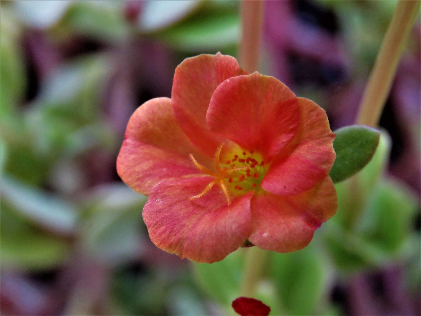 Canon PowerShot SX60 HS sample photo. Flower, rust, yellow photography