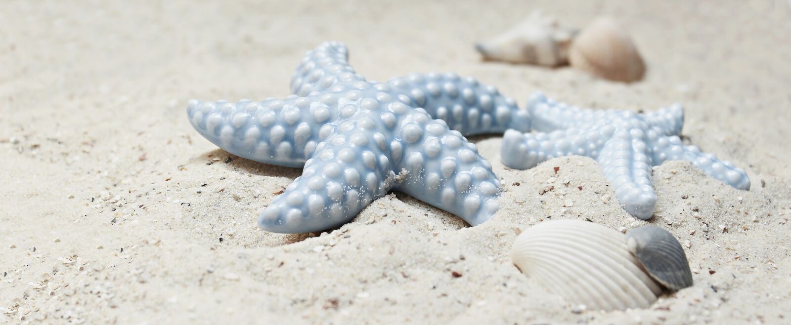 Canon EOS 100D (EOS Rebel SL1 / EOS Kiss X7) sample photo. Starfish, mussels, sand photography