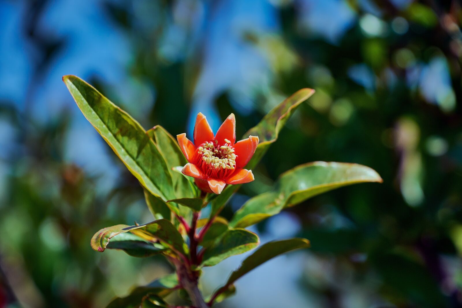 Nikon D7200 sample photo. Flower, color, plant photography