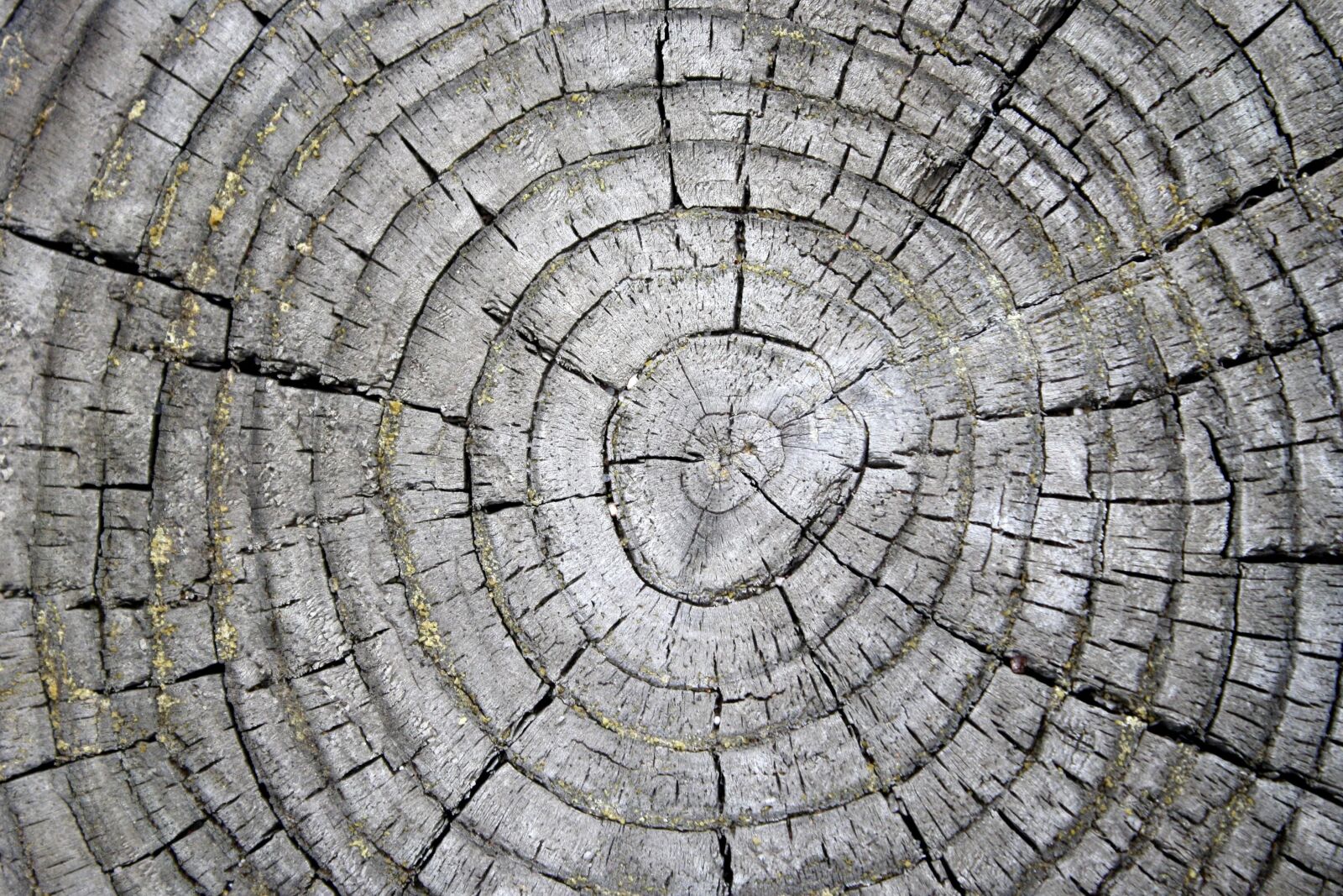 f/3.5-5.6 IS sample photo. Tree rings, weathered stump photography
