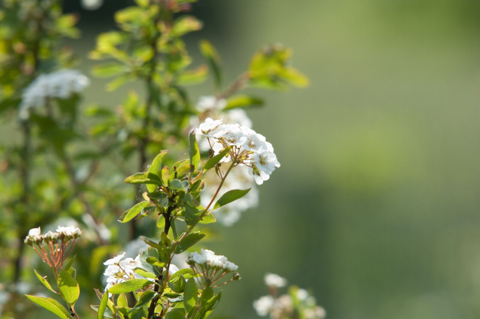 Nikon D300S sample photo. Bauer jasmin, spire, spirea photography