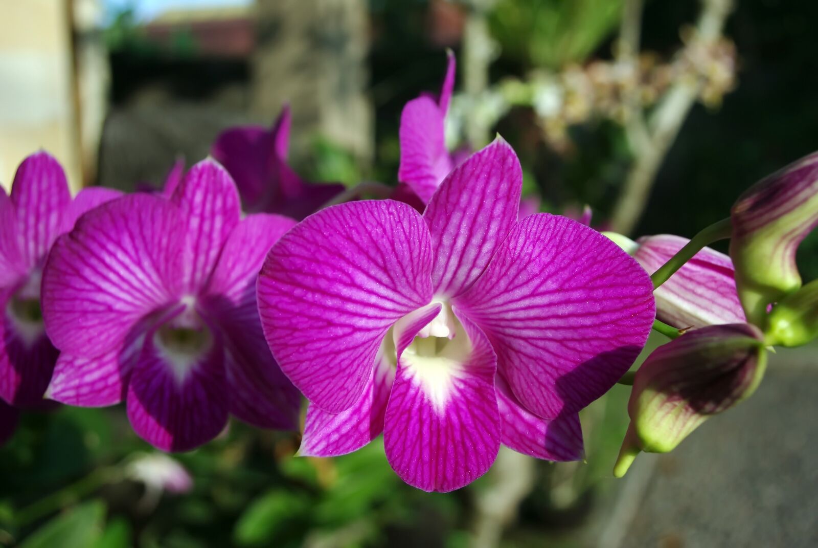Pentax K200D sample photo. Thailand, orchid, flower photography