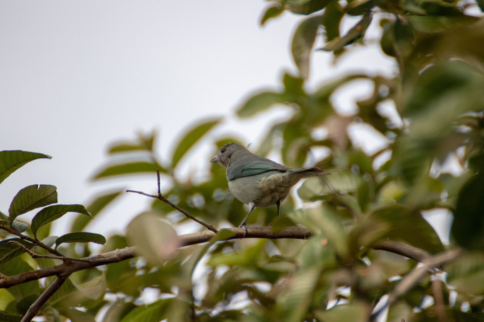 Canon EOS 200D (EOS Rebel SL2 / EOS Kiss X9) sample photo. Bird, animal, small bird photography