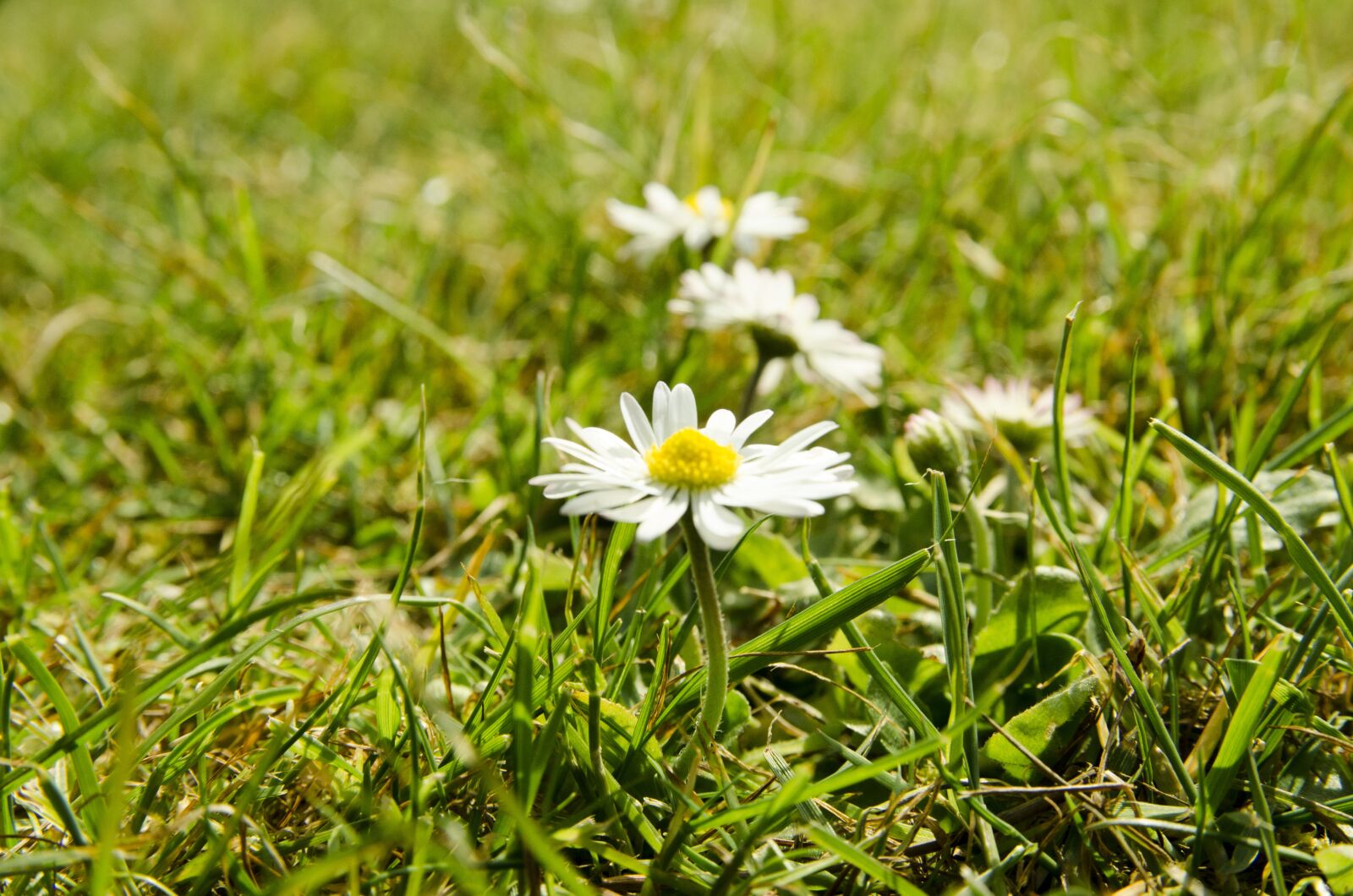 Nikon D7000 sample photo. Daisies, grass, summer photography