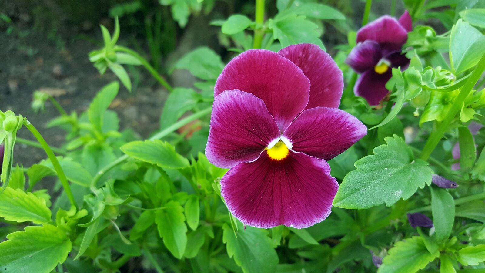 Samsung Galaxy S6 sample photo. Pansy, pansy flower, viola photography