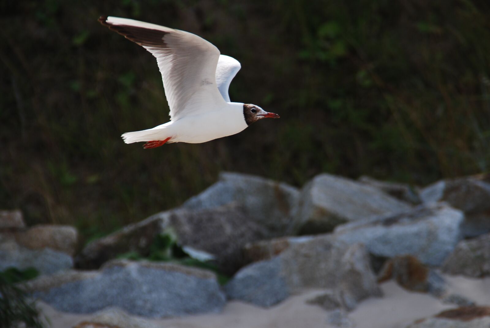 Nikon D60 sample photo. Seagull, nature, summer photography