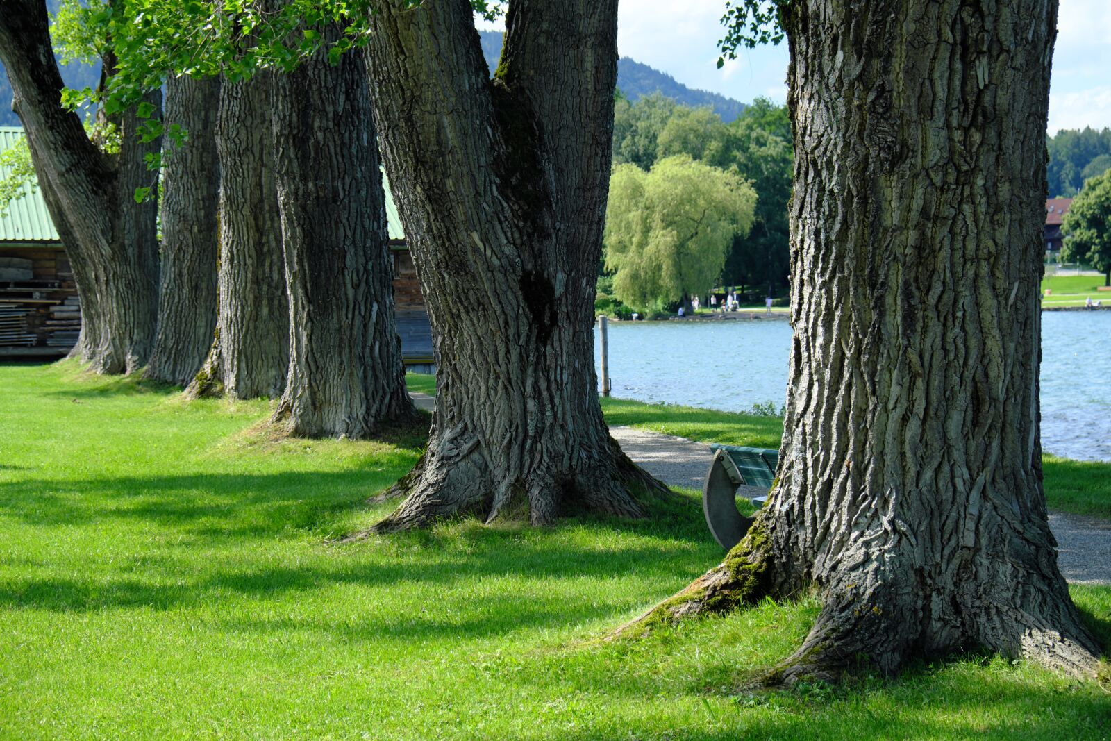 Fujifilm X-T2 + Fujifilm XF 18-55mm F2.8-4 R LM OIS sample photo. Tegernsee, trees, landscape photography