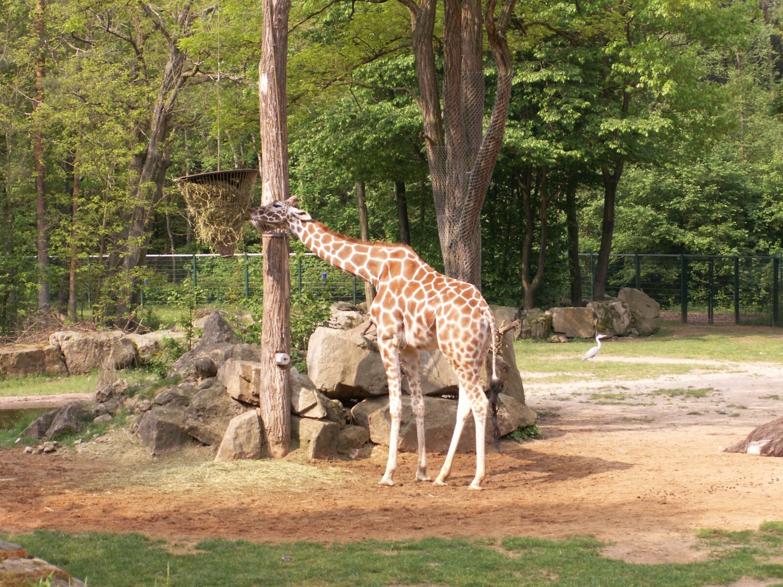 KONICA MINOLTA DiMAGE Z6 sample photo. Giraffe, zoo, nuremberg photography