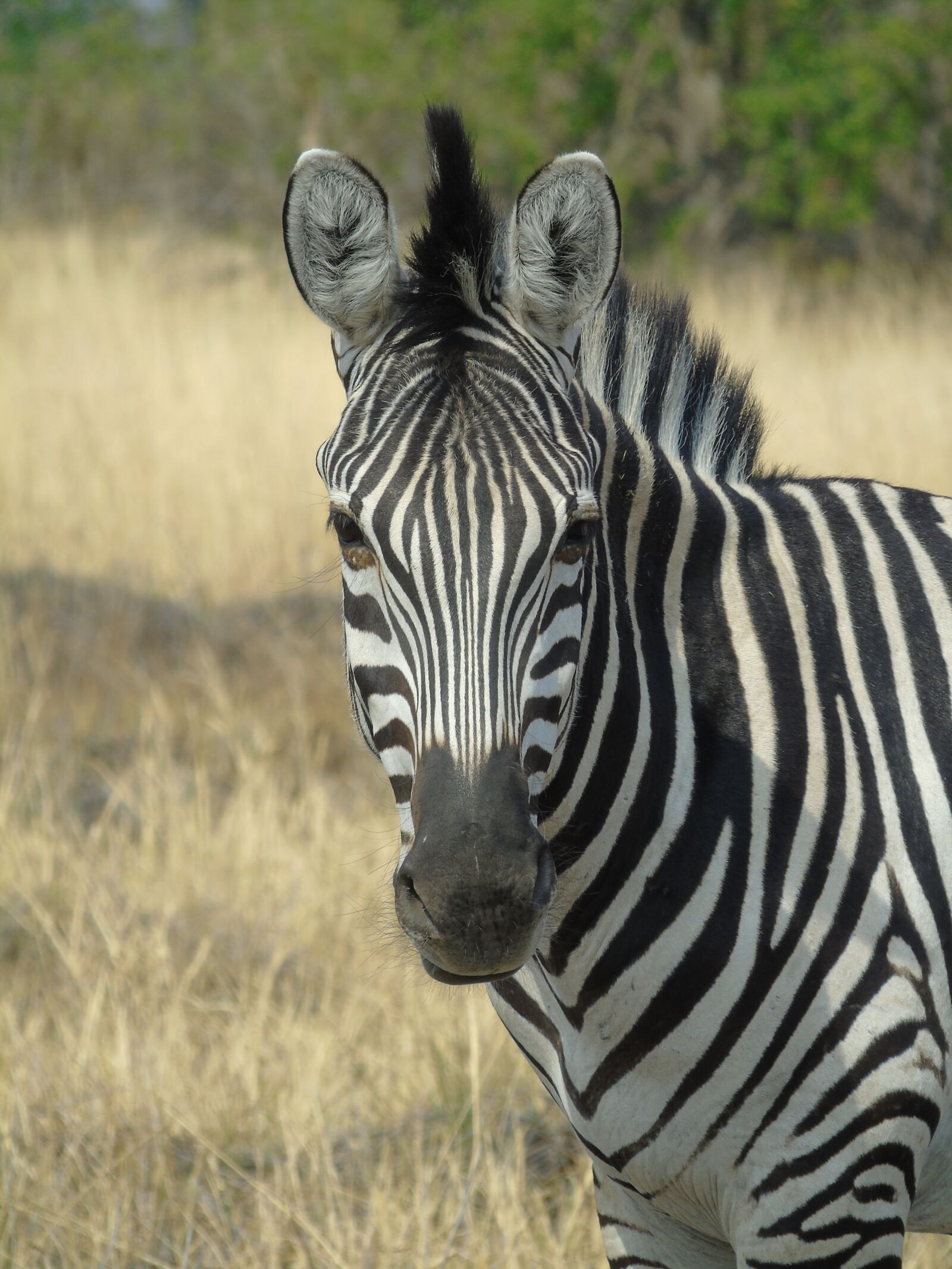 Sony Cyber-shot DSC-H400 sample photo. Stripes, zebra, animal photography